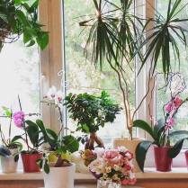 Der Blick aus meinem Fenster: Orchideen, Drachenbaum und Ginseng fühlen sich wohl bei mir.