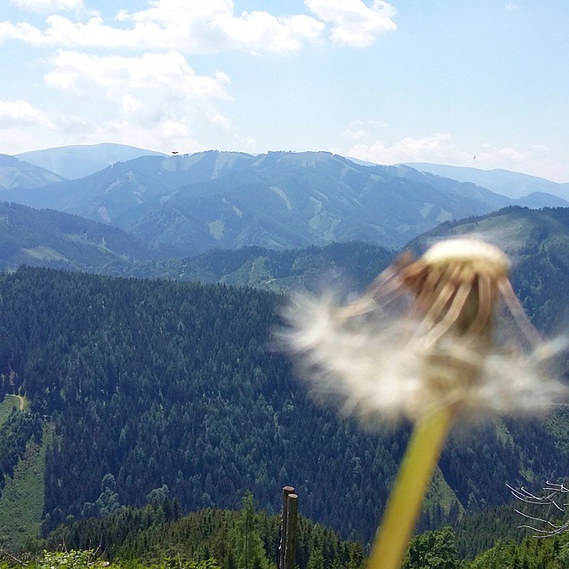 Meine Definition von Sommer: Bergwandern, Sonnenschein und Pusteblumen. #pusteblume #steiermark #wanderlust