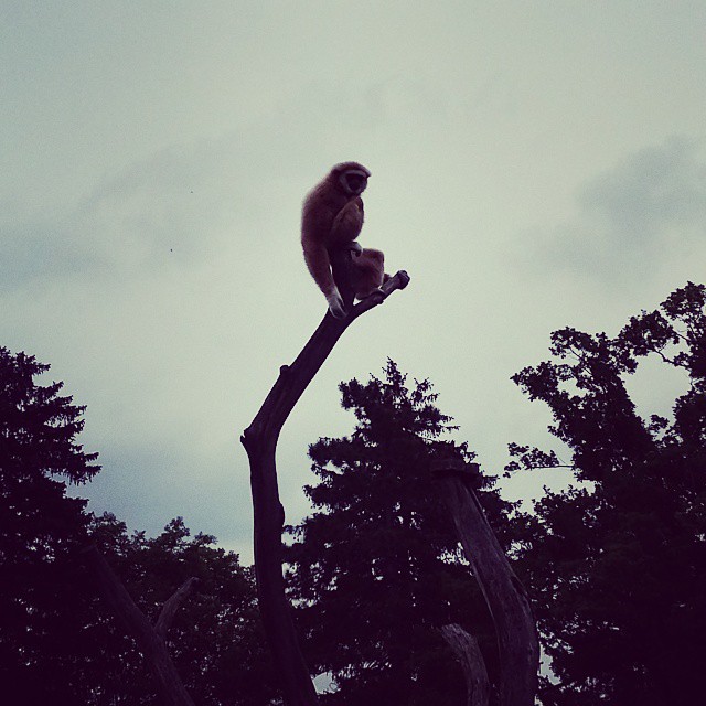 Der König der Affen auf seinem Thron. #affenbande #werhatdiekokosnussgeklaut #tiergarten #schönbrunn