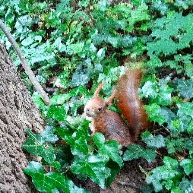 Puschel, das Eichhörnchen! 😊🌰 #wildlife #schönbrunn #squirrel