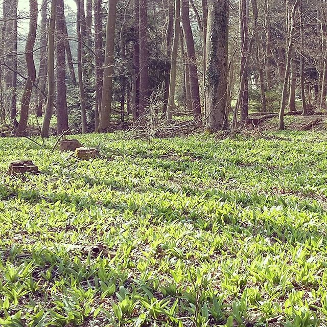 Und dazu Bärlauch-Felder, soweit das Auge reicht! 😀 Morgen gibt's frisches Bärlauch-Pesto! 🍴 #bärlauch #wildgarlic #vienna #Wien #lainzertiergarten #weekendbliss