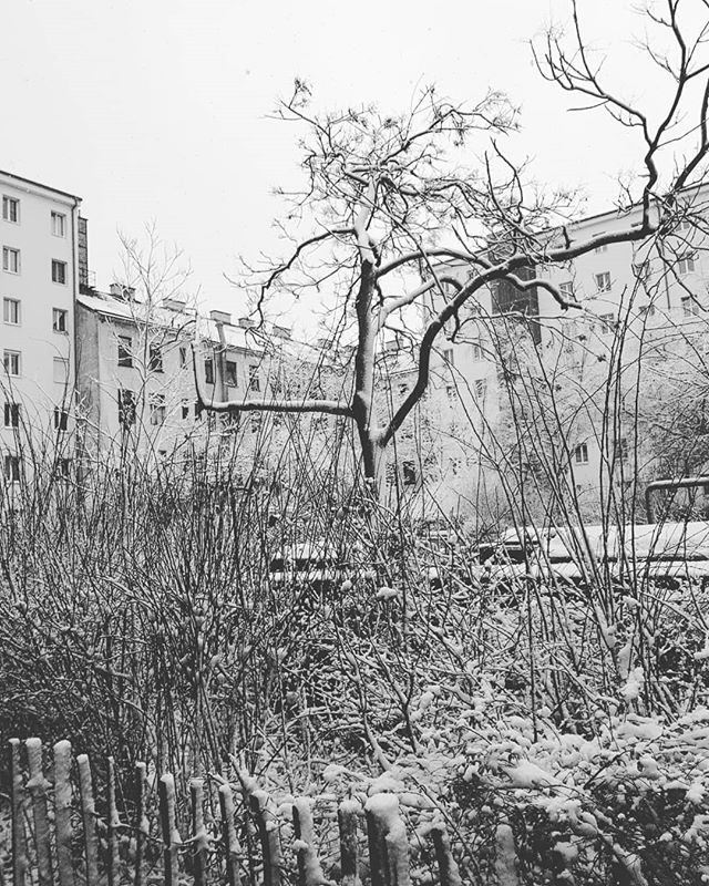 Schnee in Wien bedeutet verspätete Öffis, Gatsch auf den Straßen und genervte Mitmenschen (wie mich, die heute Freunden beim Umzug hilft und a bisserl genervt ist vom Wetter, das dafür leider net grad ideal ist). Schöner als dieses Schnee-Stilleben im Gemeindebau wird's also nimmer. Auf geht's! 😥 
#schnee #wien #vienna #igersaustria #igersvienna #snow #gemeindebau #sonntag #sunday #weekend #ichwäreviellieberimbett #freezing